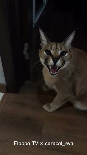 Floppa Eva Attack #каракал