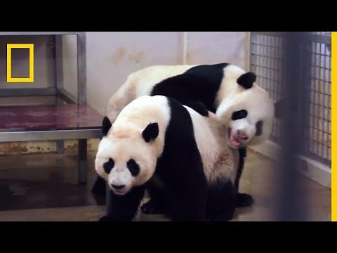 L'accouplement des pandas
