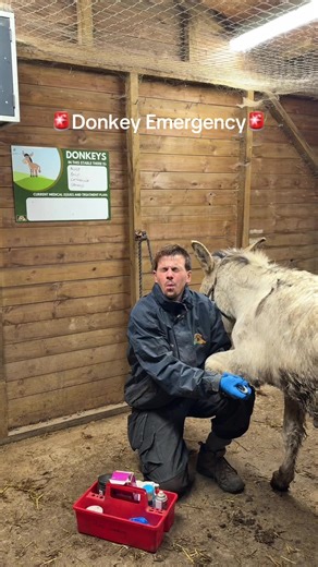 Their needs over ours, always ❤️ | donkey