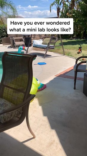 Exploring a Mini Lab: A Glimpse into the World of Miniature Labradors