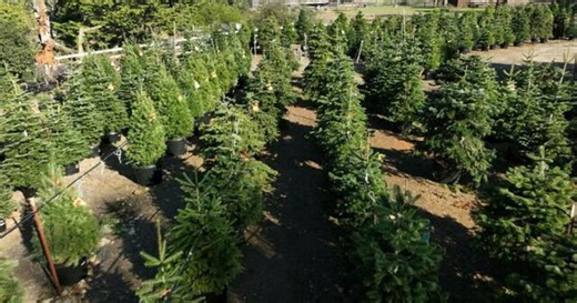 Christmas tree farm rents live trees every year