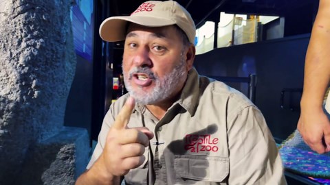 HATCHING BABY SHARKS AND FEEDING OCTOPUS