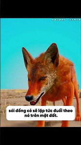 Lửng Mật, Sói Đồng Cỏ Và Cỗ Máy Sống Sót Của Loài Kiến - Bin Mlim #hoathinh #hoathinhtrungquoc