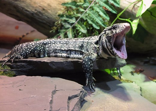 Argentine Tegu (Black and White Tegu) Care Sheet | Reptiles' Cove