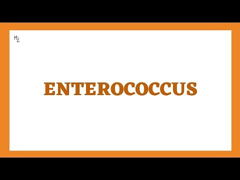 Enterococcus - E. faecalis & E. faecium (γ-hemolytic, Group-D Strep) in Detail