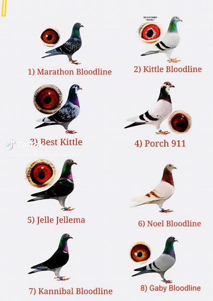 Understanding Pigeon Racing: A Guide for Enthusiasts