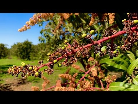The 4 Stages of Mango Flowers