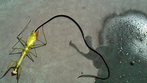 2.2K views · 80 reactions | Kind of ALIEN chestburster but looking...