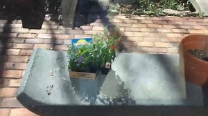 1.6K views · 314 reactions | Junior thinks an alien craft has landed outside. #puffytail #imnotsayingitsaliensbutitsaliens | Black Cat Club | Facebook