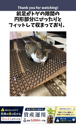 猫避けのトゲトゲを足場にしてどや顔で立つ猫 #雑学