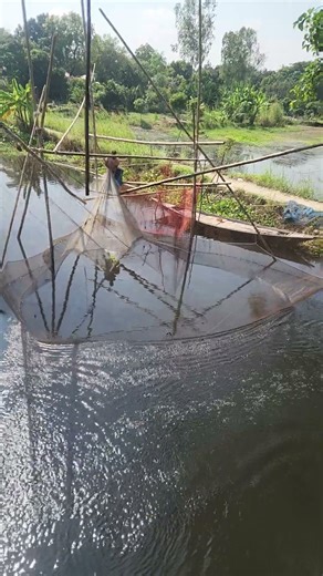 Catching rui fish with a gill net