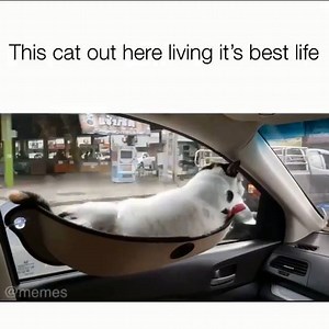 3.3K views · 134 reactions | Cat Luxury Life! | Catchy Pets | Facebook