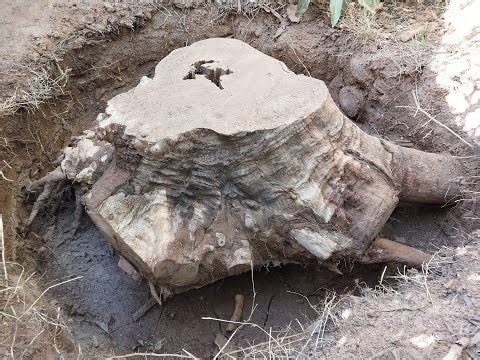 How to remove a very large rootball by yourself!