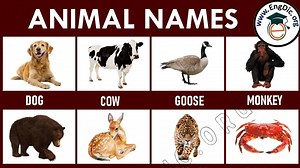 100+ Animals Name List A to Z (Types, & Pictures) - EngDic