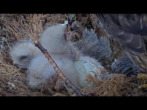 O3 Almost Out! First Look At Red-tailed Hawk Hatchlings From The Cornell Hawks Nest! – May 8, 2025