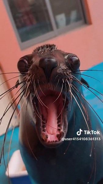 Incredible Sea Lion Moments Inspired by Godzilla