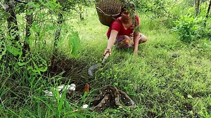 1.3M views · 10K reactions | Women catch pythons Large - From Python Attack Amazing - Cook Egg Eating delicious | Galvin Planet | Facebook