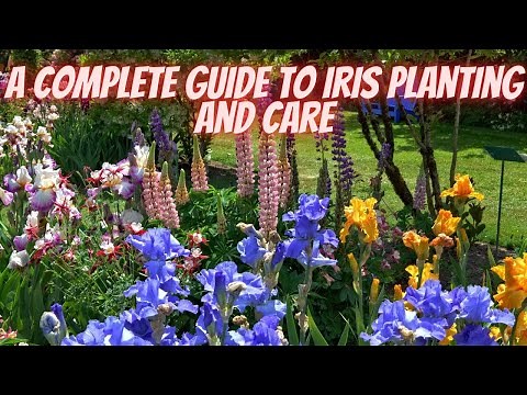 Iris | How to Divide, Plant, Fertilize, and Prune