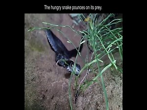 15K views · 42 reactions | The hungry snake pounces on its prey. #snake | Snake Doctor | Facebook