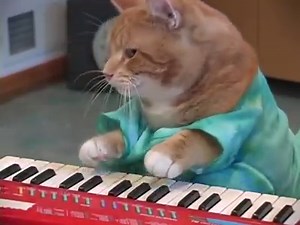 988K views · 19K reactions | Keyboard Cat Reincarnated! | Keyboard Cat | Facebook