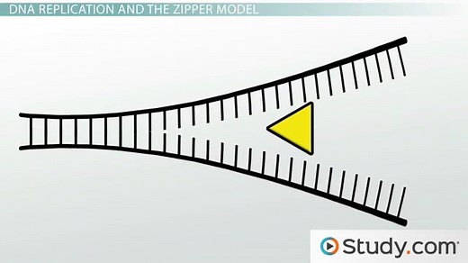 DNA Polymerase & RNA Primase | Functions & End Products