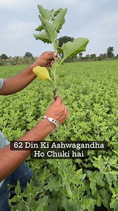 202K views · 1.1K reactions | Ashwagandha Farming – The Ayurvedic...