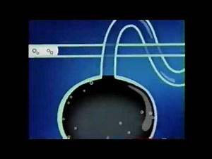 Cartoon Network (2003) (Sheep/Mike, Lu & Og) Laboratory Next Bumper