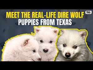 Romulus, Remus, and Khaleesi: Meet the Three Dire Wolf Puppies Born in a Texas Lab