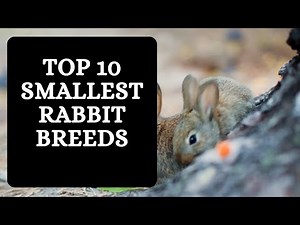 Smallest Rabbit Breeds 10 Rabbits that Stay Small Forever