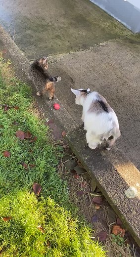 Playful Interaction Between a Goat and a Cat