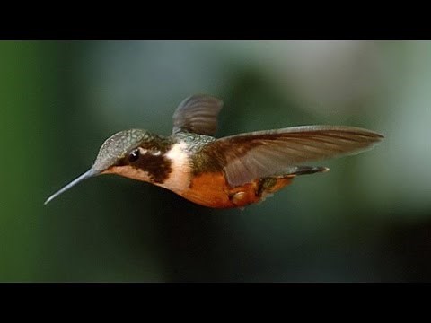 Stunning Slo-Mo Footage of Hummingbirds Hovering in Air
