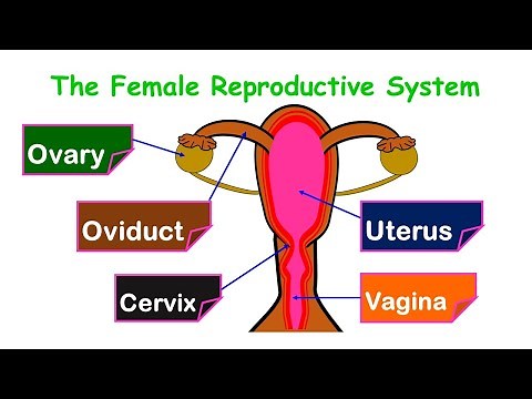The Female Reproductive system