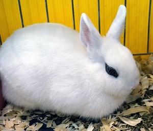 The Dwarf Hotot Rabbit – A Complete Care Guide - The Bunny Hub