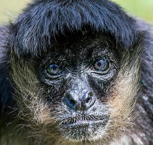 4 Types of MONKEYS Found in Mexico! (2025)