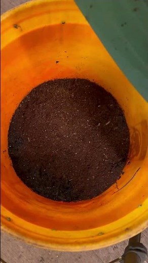 How I clear problems in my worm bin #worms #gardening #composting #vermicomposting #wormbin #soil