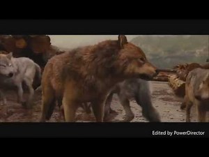 Twilight Wolves - Rolling In The Deep