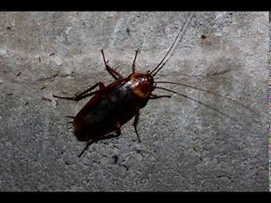 Cockroach sound