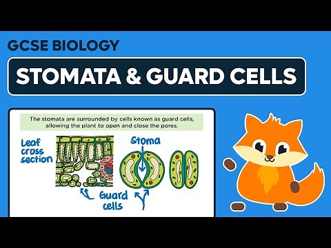 Stomata & Guard Cells - GCSE Biology