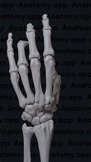 Biomechanics of the thumb: opposition and reposition