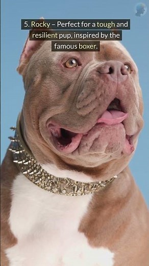 10 Unique Dog Names with Surprising Meanings - Perfect for Puppies!