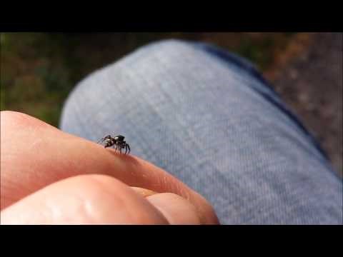 Meet the Zebra spider (Salticus scenicus) Jumping spider