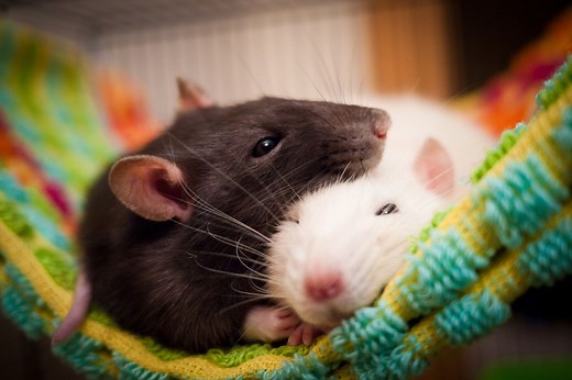 Learn Some Facts About Rats and How to Pick One Out as a Pet