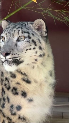 🐆 C’est la journée mondiale de la panthère des neiges ! Et depuis mars, Kara, une femelle de 2 ans