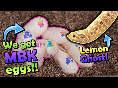 Our Lemon Ghost Hognose Snake Laid Eggs!