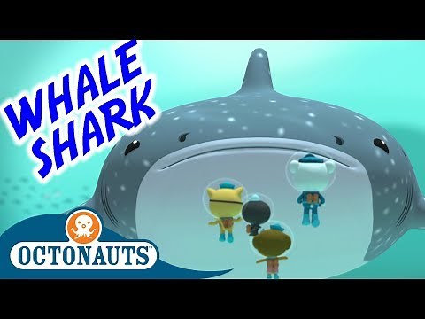 Octonauts - The Whale Shark | Series 1 | Full Episode | Cartoons for Kids