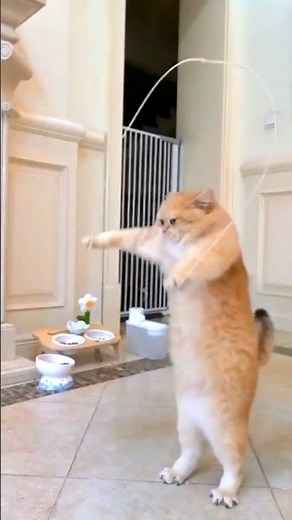 Cat Jumping Practice Exercises | Improve Your Feline's Agility | Animal Vised