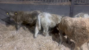 2.3K views | James Price on Reels | Facebook