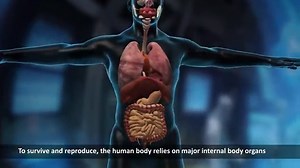 25 Human Body Organs: Functions & Locations Explained