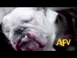 ☺ Best of AFV Part 74 - (Funny Clips Fail Montage Compilation)