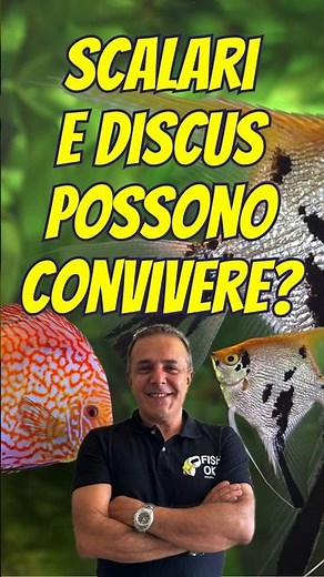 🐠 Can angelfish and discus fish live together?